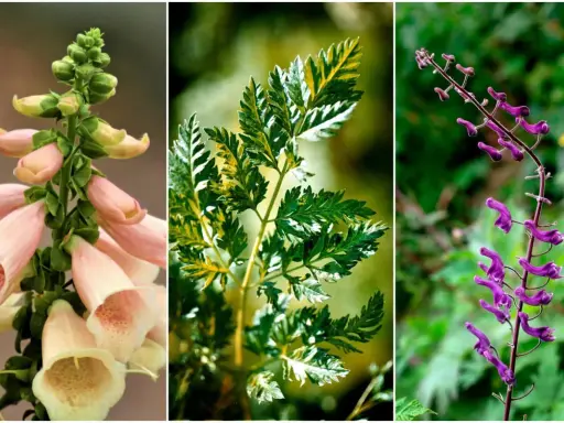 Tre vackra men giftiga växter: fingerborgsblomma, hundkäx och stormhatt. En vacker men giftig buske.