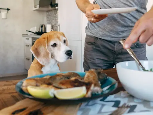 Un beagle attend patiemment, espérant une part de la ration ménagère chien. Un homme sert un repas.