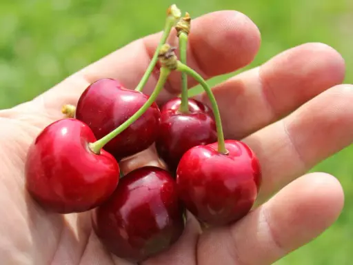 Fünf saftige Sauerkirschen liegen in einer Hand. Die Erntezeit ist da, und diese Früchte sind bereit, genossen zu werden.