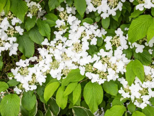 Gros plan sur une viorne de Chine en pleine floraison, ses grappes de fleurs blanches délicates contrastant avec le feuillage vert luxuriant.