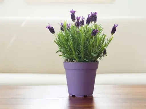 Planta de lavanda en maceta morada, ideal para interiores. Sus cuidados son sencillos: sol y buen drenaje.