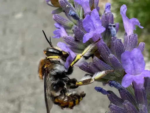 Eine Biene sammelt Nektar am Lavendel. Das Lavendel schneiden ist noch nicht dran, die Natur ist fleißig.