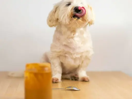 Un adorable chien blanc lèche sa langue, savourant une délicieuse cacahuète. Un pot de beurre de cacahuète est visible.