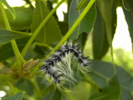 A fuzzy walnut caterpillar with black and white stripes crawls on a green stem, surrounded by lush foliage.