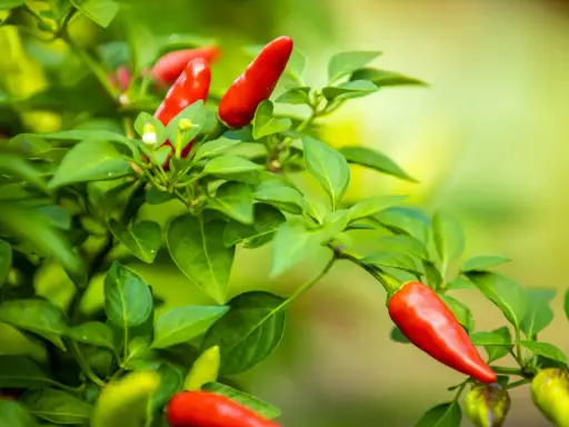 Pied de piment rougeoyant, prêt à être récolté. La nature nous offre un aperçu de la durée de vie d'un pied de piment, de la fleur au fruit.