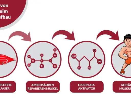 Illustration zeigt, wie Krafttraining mit Protein zu Muskelaufbau führt: Mikroverletzte Muskelfasern werden durch Aminosäuren repariert, Leucin aktiviert den Prozess, was zu gestärkter Muskulatur führt.