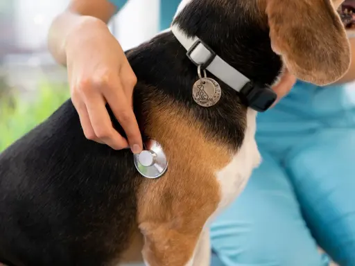 Un vétérinaire examine un chien beagle avec un stéthoscope, vérifiant s'il y a une tique.