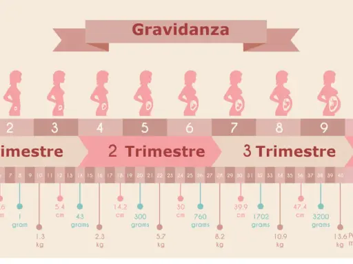 Illustrazione dei mesi gravidanza, con sagome di donne incinte e dati su crescita del feto.