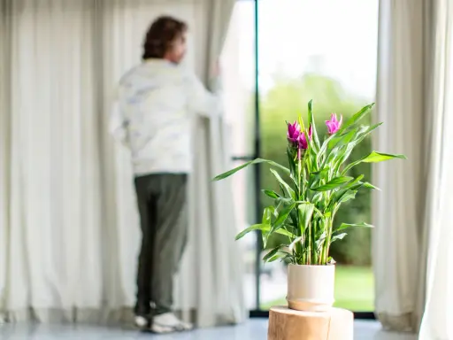 Un homme regarde par la fenêtre, à côté d'un curcuma Siam Splash. L'entretien de cette plante est simple pour un tel éclat.