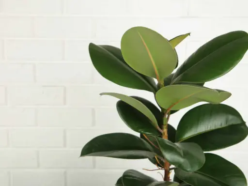Ein Gummibaum mit glänzenden, dunkelgrünen Blättern vor einer weißen Ziegelwand. Tipps zur Gummibaum Pflege für gesunde, üppige Blätter.