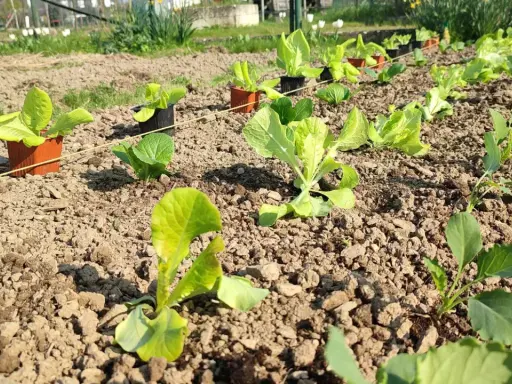 Jeunes plants de salade à couper, prêts à être repiqués dans le potager. Le soleil illumine les feuilles vertes tendres.