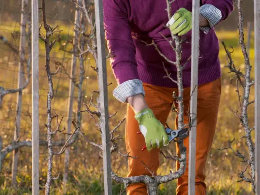 Taille d'un pommier en espalier, ses branches fines sont guidées par des piquets en bois.