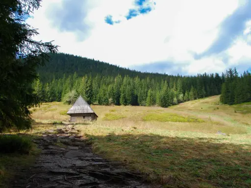 Kamienna ścieżka prowadzi do drewnianej chatki w Dolinie Olczyskiej. Trasa przez las i polanę.
