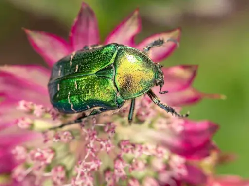 Un magnifique scarabée jardin aux reflets verts et dorés, perché sur une fleur rose.