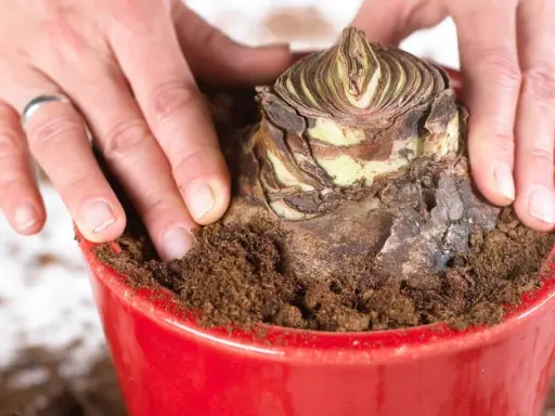 Hände bedecken eine Amaryllis-Zwiebel mit Erde in einem roten Topf. Die richtige Amaryllis Pflege beginnt mit dem Einpflanzen.
