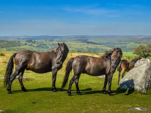 Zwei Dartmoor Ponys stehen auf einer grünen Wiese mit Blick auf eine hügelige Landschaft unter blauem Himmel.