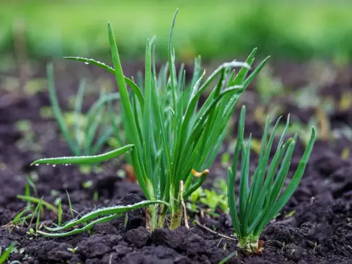 Jeunes pousses d'oignons dans le sol, avec des gouttes de pluie sur les feuilles vertes. Le semis d'oignon prospère.
