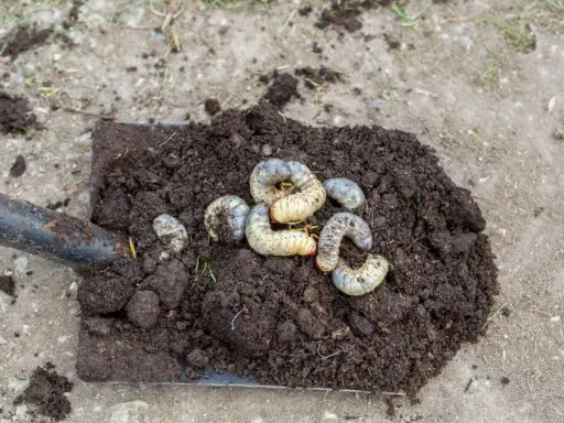 Łopata z ziemią, na której widać kilka grubych, białe larwy.