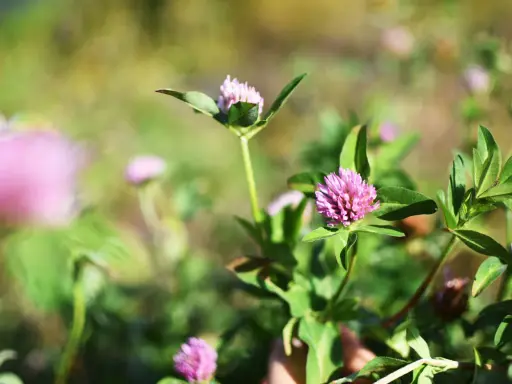Nahaufnahme von rosa Rotklee-Blüten. Bei der Betrachtung der Natur kann man sich fragen, ob es Rotklee Nebenwirkungen gibt.