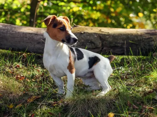 Wesoły terier jack russell w słoneczny dzień w lesie, z zaciekawieniem obserwuje otoczenie.