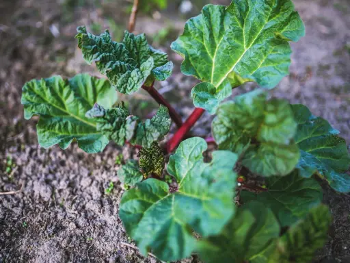 Jeune plant de rhubarbe aux feuilles vertes et tiges rouges, prêt à être planté. Un bon endroit pour planter la rhubarbe est essentiel pour sa croissance.