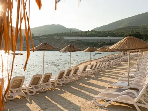 Rzędy leżaków i parasoli na plaży w Bodrum, słońce przebija się przez liście palmy.