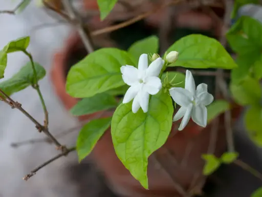 Fleurs blanches délicates de jasmin en pot, avec des feuilles vertes luxuriantes.