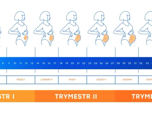 17 tydzień ciąży to czwarty miesiąc. Ilustracja pokazuje zmiany sylwetki kobiety i rozwój dziecka w kolejnych tygodniach.