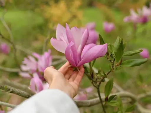Delikatna dłoń dotyka różowej magnolii, przypominając o tym, jak sadzić magnolie, by cieszyć się ich pięknem.
