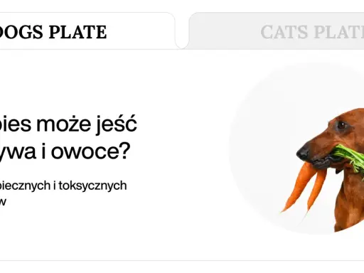Jamnik z marchewką w pysku. Dowiedz się, jakie warzywa może jeść pies, aby jego dieta była zdrowa i bezpieczna.
