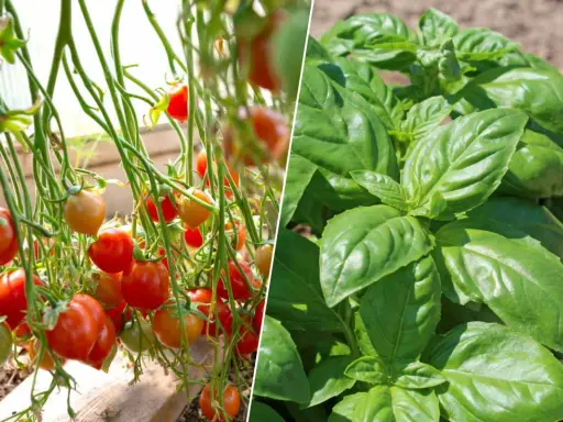 Tomates mûres et plant de basilic vert. Le basilic est un excellent choix pour savoir que planter à côté des tomates.