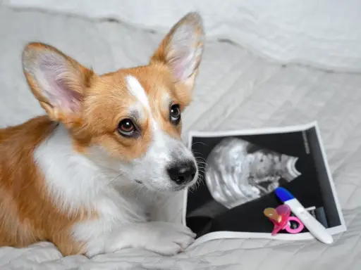 Corgi patrzy na zdjęcie USG i test ciążowy, zastanawiając się, kiedy pies może zajść w ciążę.