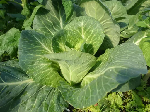 En frodig kålplanta med stora, gröna blad som glänser av dagg. En vacker påminnelse om att odla kål.