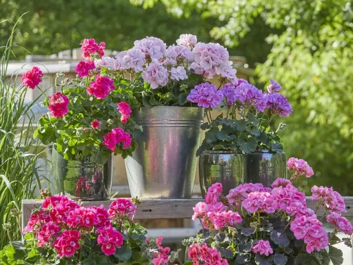 Jardinière avec composition de géraniums roses et violets, dans des pots variés, sur une étagère en bois.