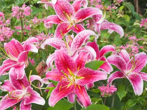 Vibrant pink lilies bloom, a beautiful reminder of when to transplant lilies for optimal growth.
