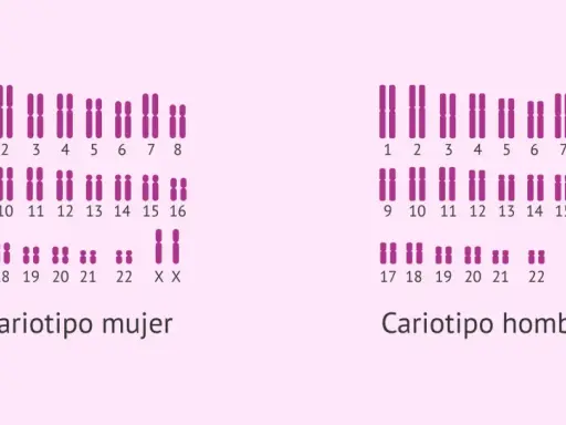 Cariotipo humano femenino (XX) y masculino (XY), mostrando los pares de cromosomas ordenados.