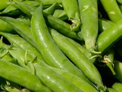 Gros plan sur des gousses de petit pois vertes et fraîches, prêtes à être récoltées. La culture petit pois est une tradition printanière.