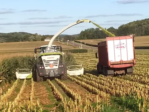 A CLAAS forage harvester chops corn, filling a trailer. This corn silage is used for animal feed, preserving nutrients for livestock.