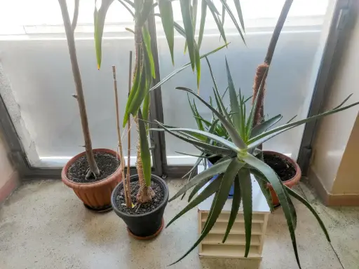 Rośliny doniczkowe, w tym aloes, stoją przy oknie. Czy aloes jest trujący dla kota? Nie, aloes nie jest trujący dla kota, ale może powodować problemy żołądkowe.