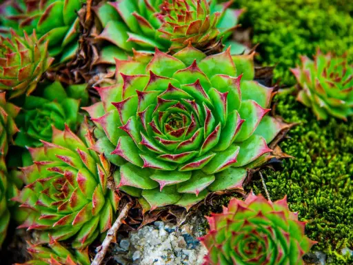 Gros plan sur une joubarbe en pot, ses feuilles vertes aux pointes rouges formant une rosace parfaite, entourée de mousse verte.