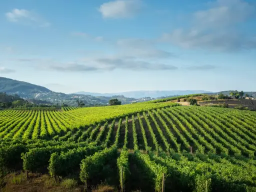 Grüne Weinberge erstrecken sich über Hügel, ein malerischer Anblick, der an den frischen Geschmack von vinho verde erinnert.