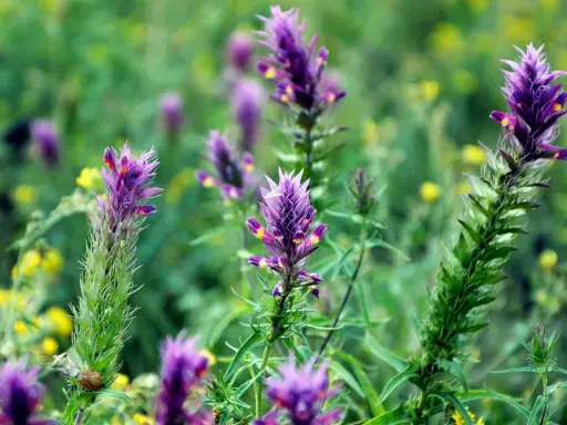 Fleurs d'astragale violettes et jaunes dans un champ verdoyant. L'astragale est connue pour ses nombreux bienfaits pour la santé.