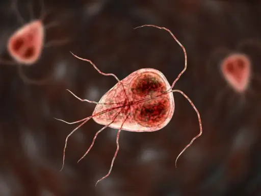 Mikroskopijny obraz Giardia, pasożyta powodującego problemy żołądkowe u psów. Leczenie giardii u psa jest kluczowe.