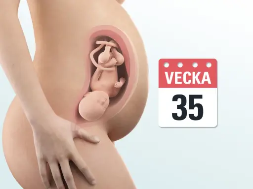 Gravid v35: en illustration visar ett foster i livmodern, med en kalender som anger vecka 35.