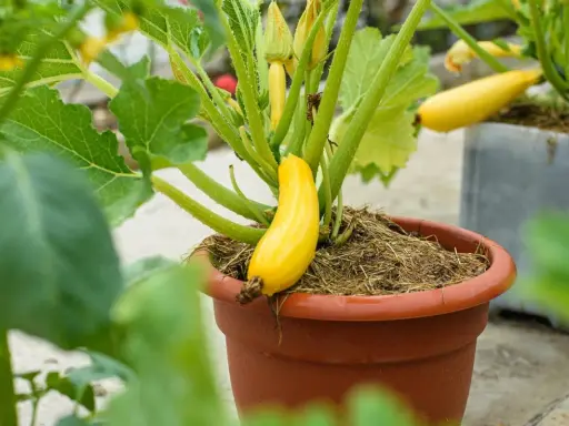 Une courgette jaune pousse dans un pot en terre cuite, entourée de feuilles vertes et de fleurs.