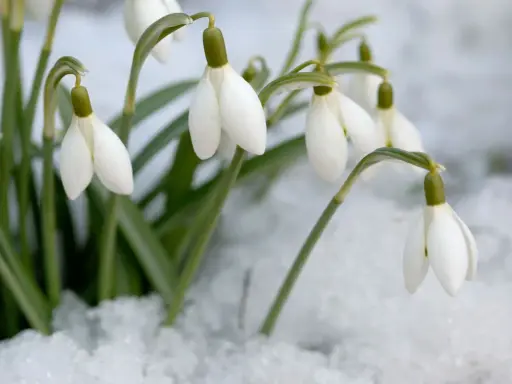 Des perce-neige fleurissent courageusement dans la neige, annonçant le retour du printemps.