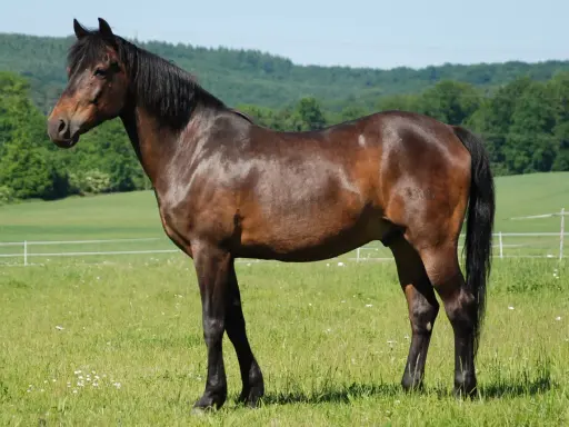 Ein braunes deutsches Reitpony steht auf einer grünen Wiese mit Blumen.
