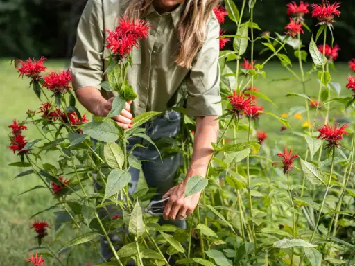 A gardener trims bright red bee balm, a beautiful perennial, in a lush garden.