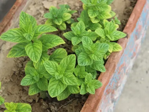Plantes de menthe verte luxuriantes dans un bac. Apprenez comment tailler la menthe pour une croissance optimale.