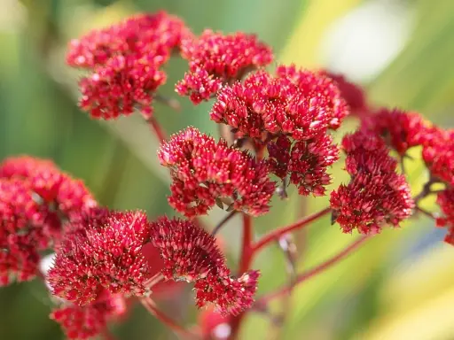 Grappes de fleurs rouges d'une plante résistante à la sécheresse, idéale pour les 10 plantes faciles qui résistent au manque d'eau.